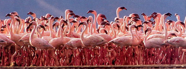 Flaming Flamingos
